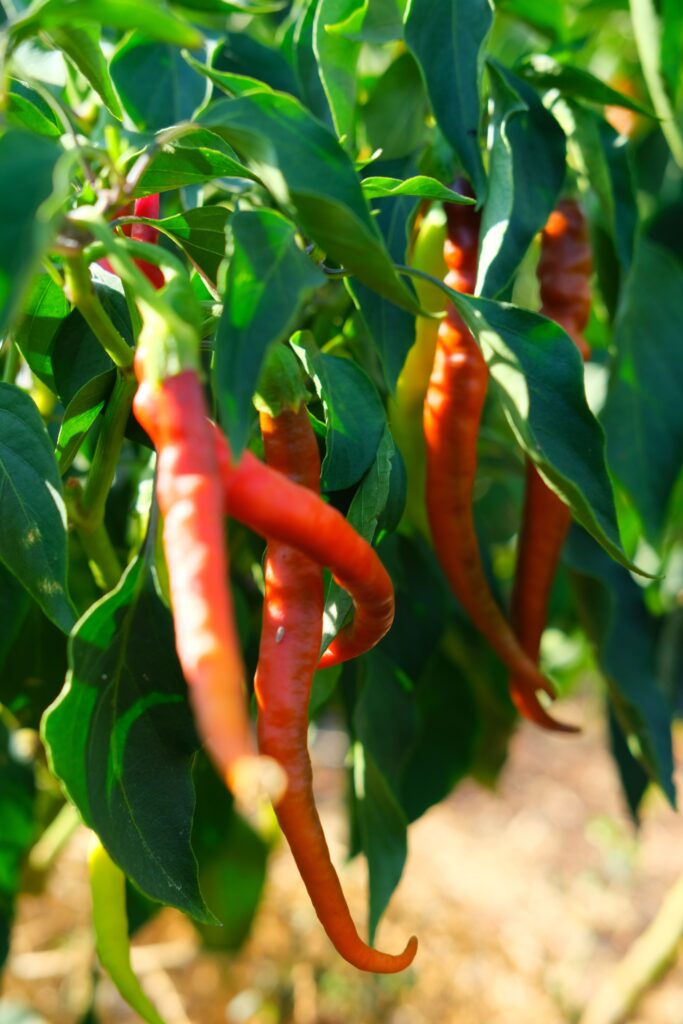 Red chili peppers ripening on the plant