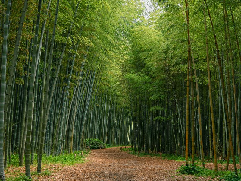 A path running through the bamboo forest of Juknokwon in Damyang