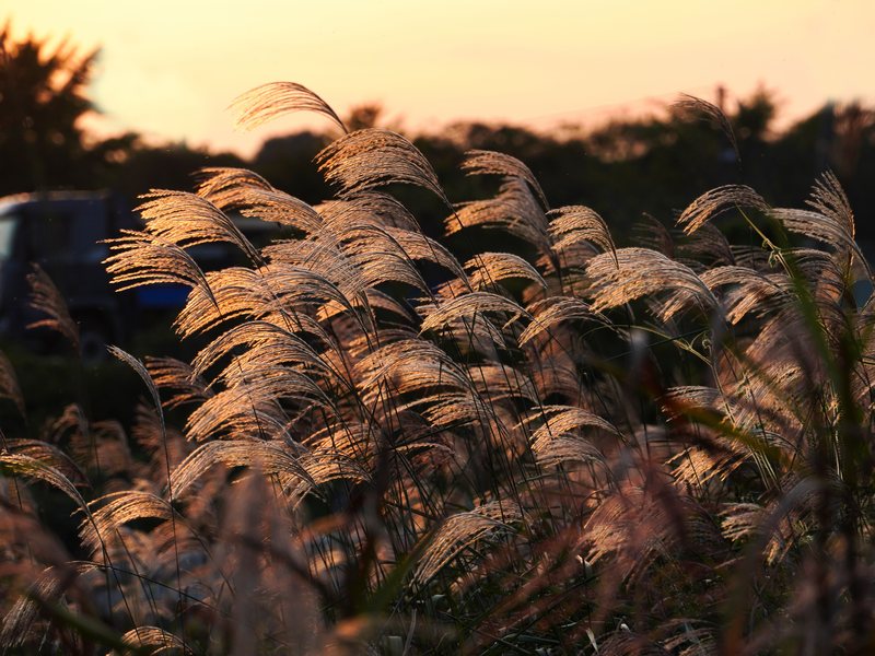 Reed plumes catching low sunlight at Suncheon Bay