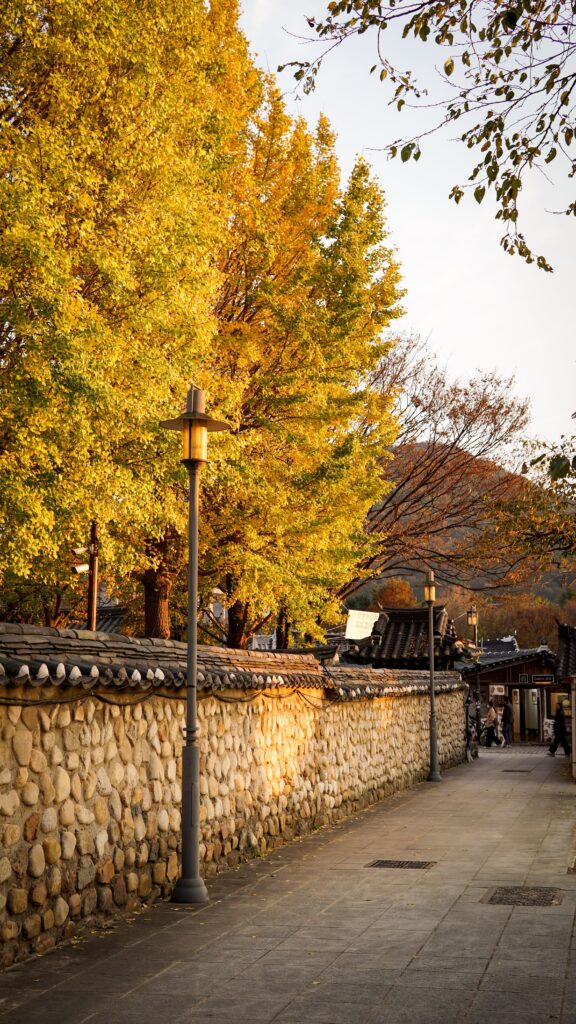 Golden ginkgo trees rising above a tiled stone wall on a hanok lane in autumn
