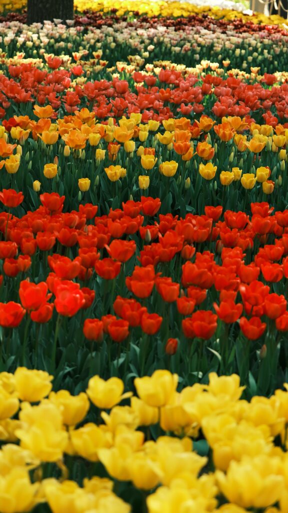 Rows of red, orange and yellow tulips in flower at a Korean spring flower festival
