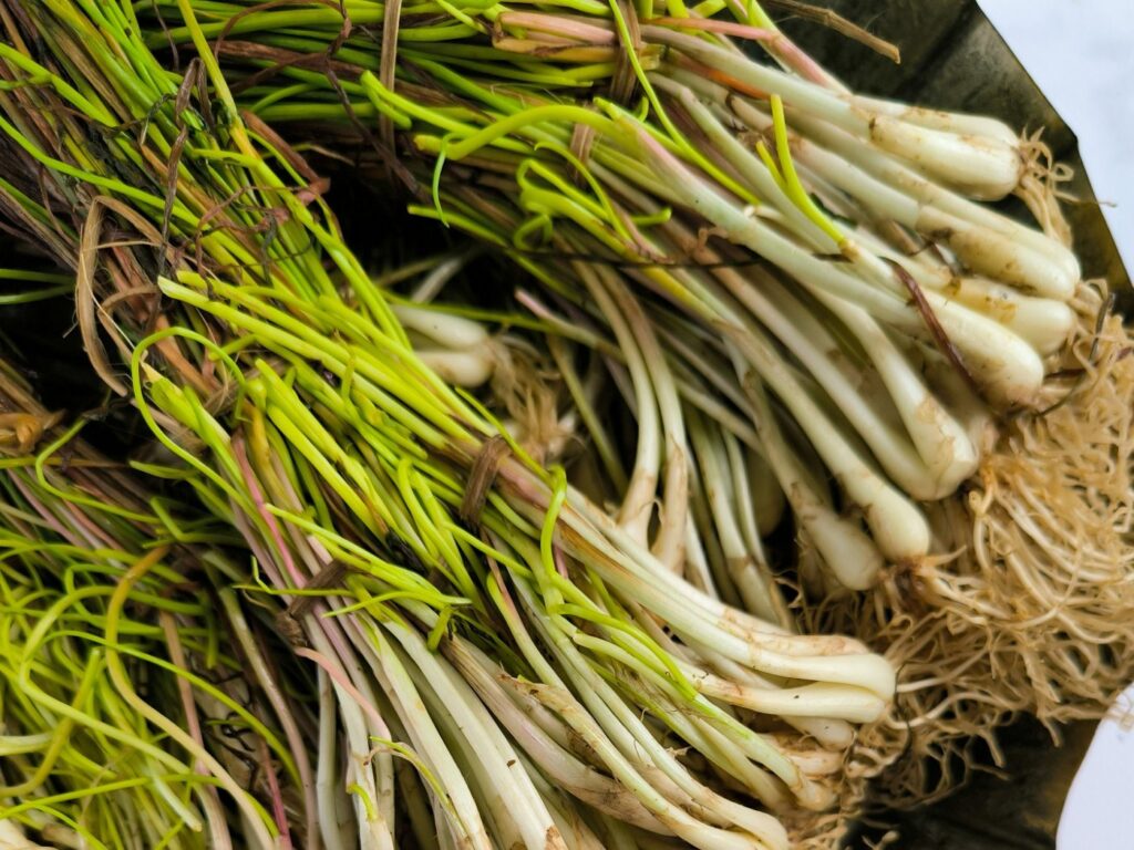 Bundles of fresh dallae, Korean wild chive, with their white bulbs and roots