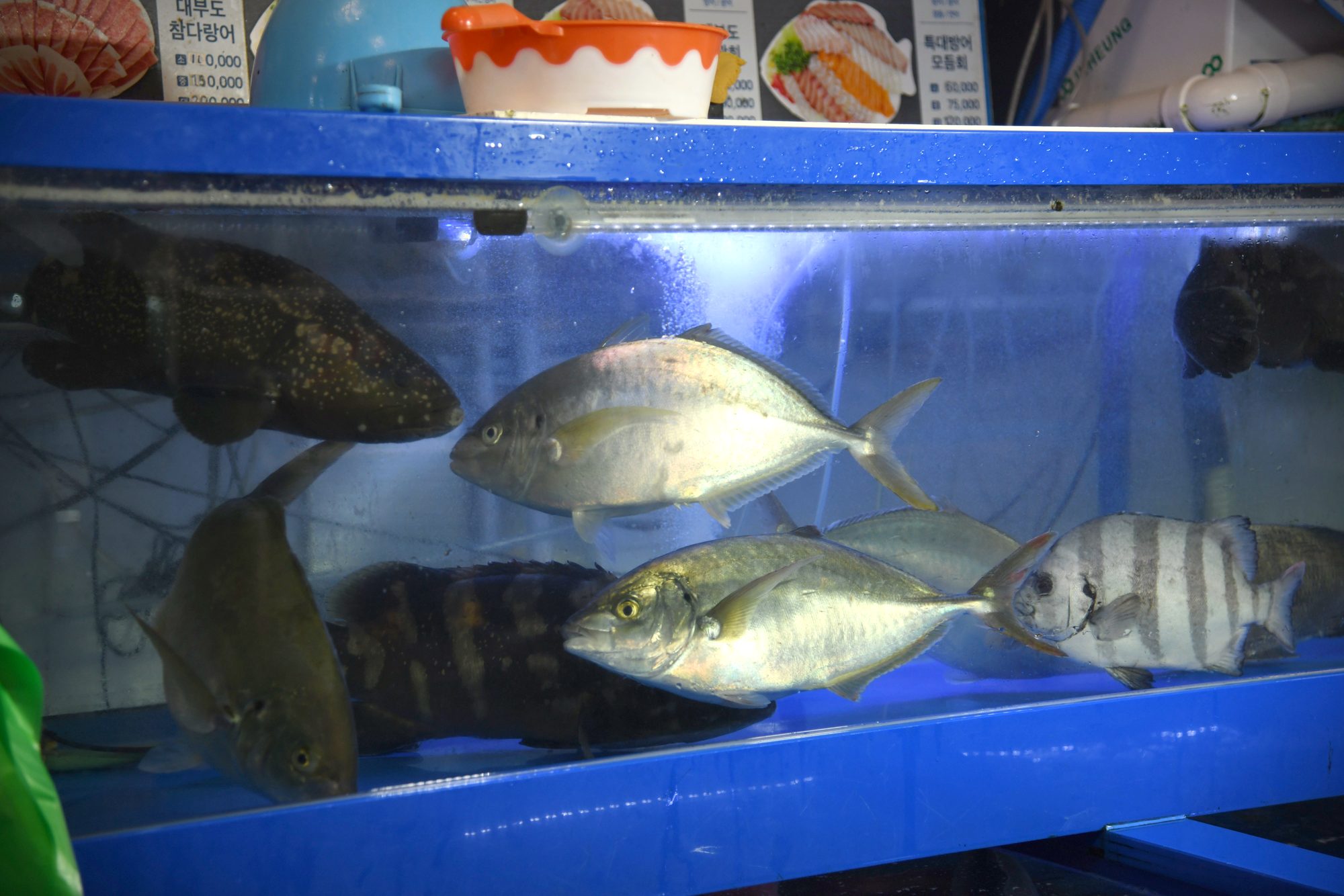 A blue fish tank at a stall in Noryangjin Fish Market: two silver striped jack, a barred knifejaw and dark groupers swimming, with a sashimi platter menu card resting on top of the tank.