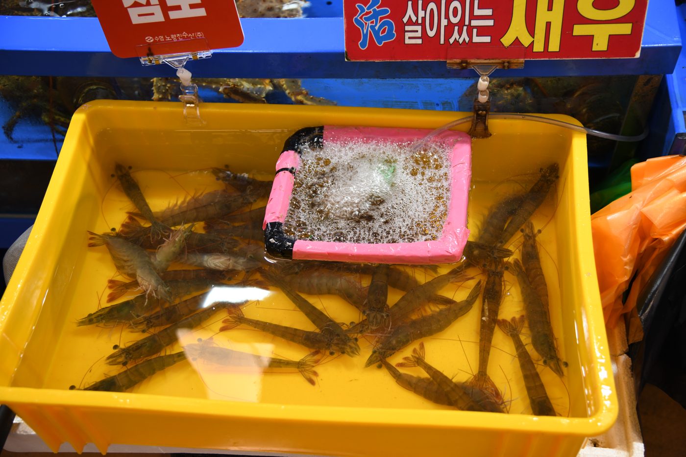 Live shrimp in a yellow tub, with a pink-rimmed oxygen pump in the middle.