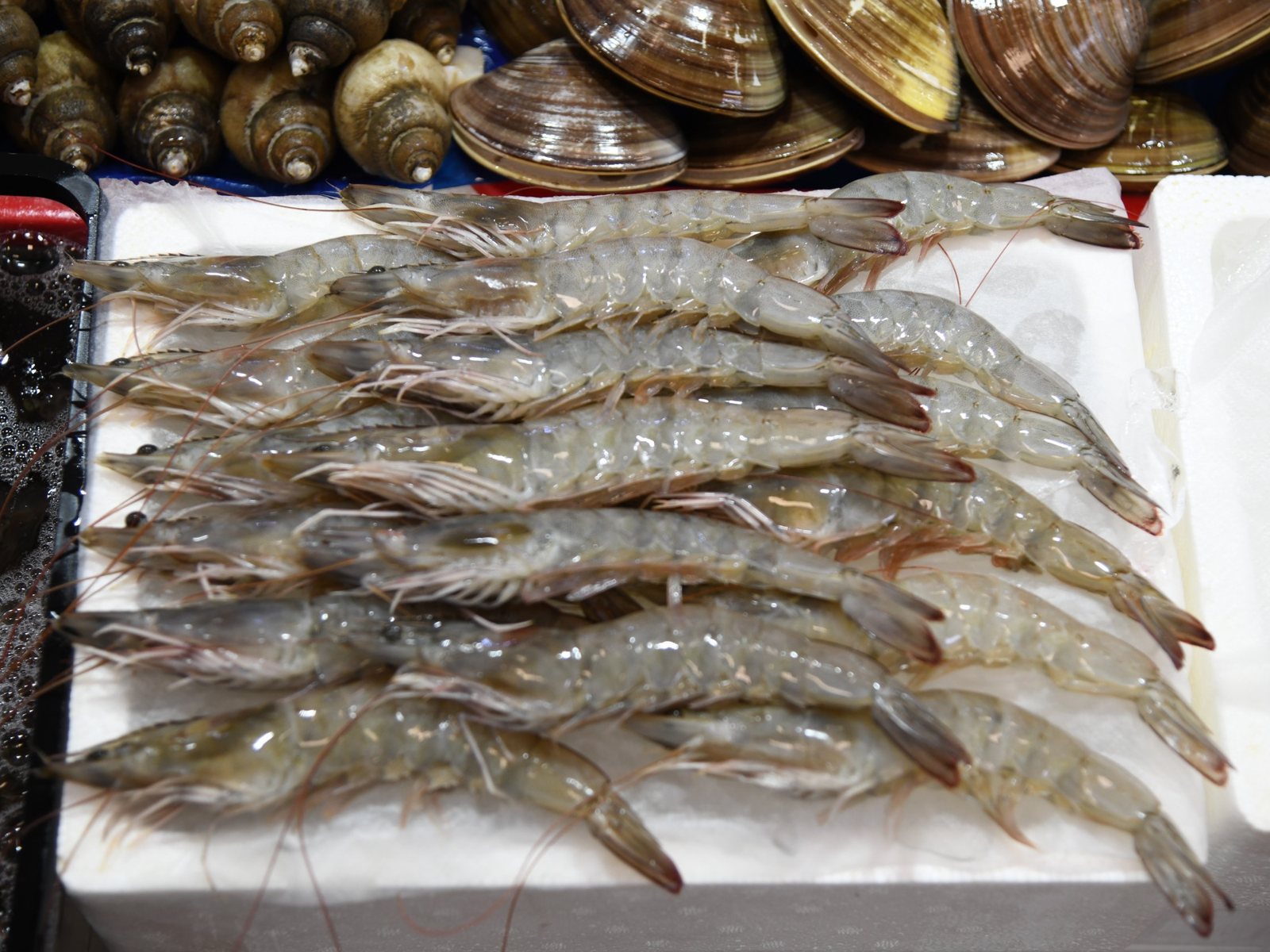 Raw whiteleg shrimp laid in a row on white styrofoam, with whelks and clams behind.
